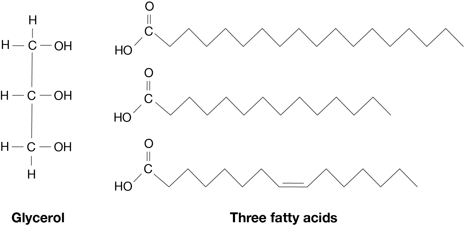 The chemical structures of glycerol and three fatty acids.